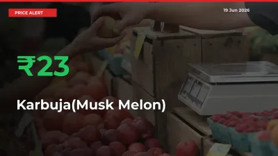 Farmers Cheer as Karbuja(Musk Melon) Prices Surge 23.32% in Local Mandis