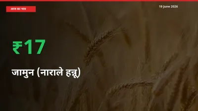 जामुन (नाराले हन्नू) 16.75% उछला, मंडी