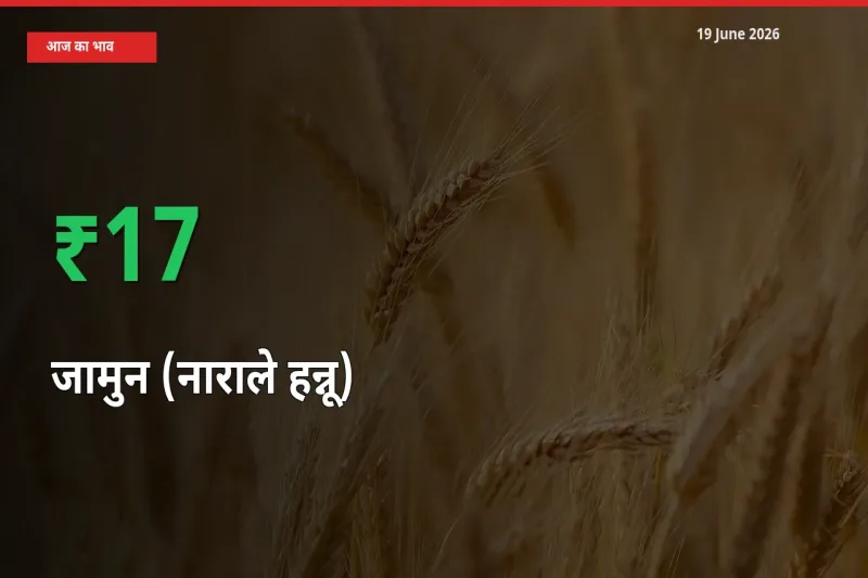 जामुन (नाराले हन्नू) 16.75% उछला, मंडी