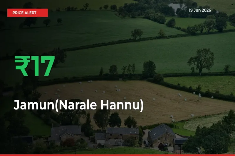 Sharp Jump! Jamun(Narale Hannu) Prices Climb 16.75% in 24 Hours at Key Mandis
