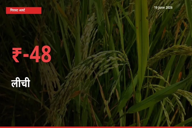 किसानों की चिंता बढ़ी! स्थानीय मंडी में लीची 47.75% गिरा