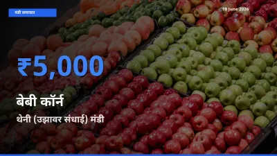 किसानों की पसंद बना थेनी (उझावर संधाई), बेबी कॉर्न के सबसे अच्छे दाम