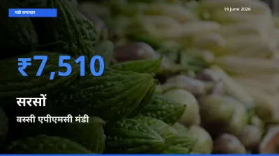 19 June अपडेट: सरसों के सबसे ऊँचे दाम बस्सी एपीएमसी मंडी में