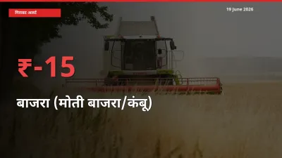 स्थानीय मंडी में बाजरा (मोती बाजरा/कंबू) के दाम अचानक 15.33% गिरे, किसानों की चिंता बढ़ी