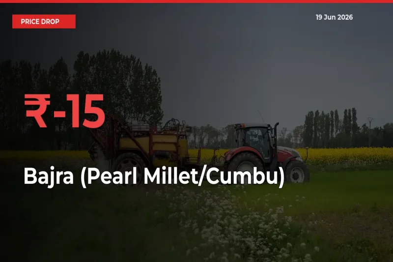 Bajra (Pearl Millet/Cumbu) Prices Drop 15.33% – June 19 Market Update from Mandis