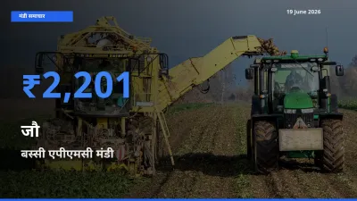 किसानों की पसंद बना बस्सी एपीएमसी, जौ के सबसे अच्छे दाम