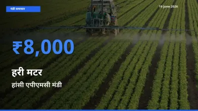 आज हरी मटर के सबसे ज़्यादा दाम हांसी एपीएमसी मंडी में दर्ज