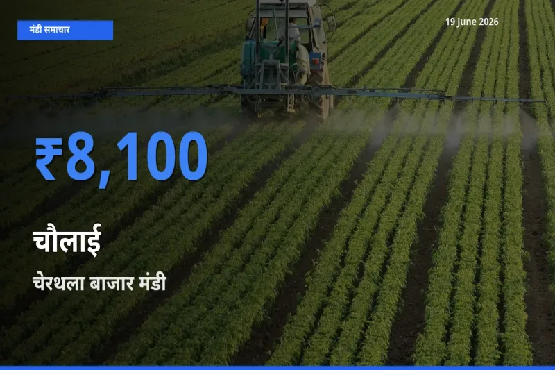 आज चौलाई के सबसे ज़्यादा दाम चेरथला बाजार मंडी में दर्ज