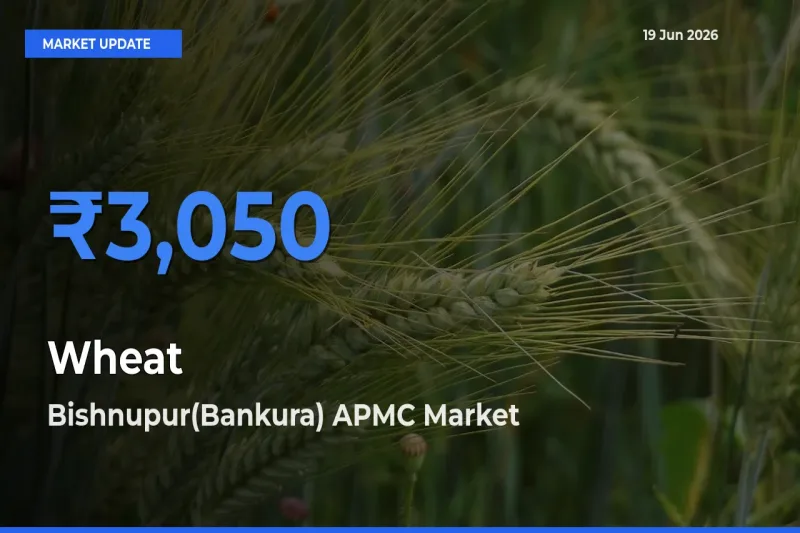 Bishnupur(Bankura) APMC Leads as Top Mandi for Wheat Prices