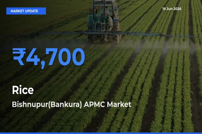 Bishnupur(Bankura) APMC Tops Rice Mandi Rates Today