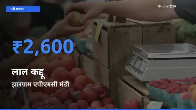 आज लाल कद्दू के सबसे ऊँचे दाम ₹2,600 झारग्राम एपीएमसी मंडी में