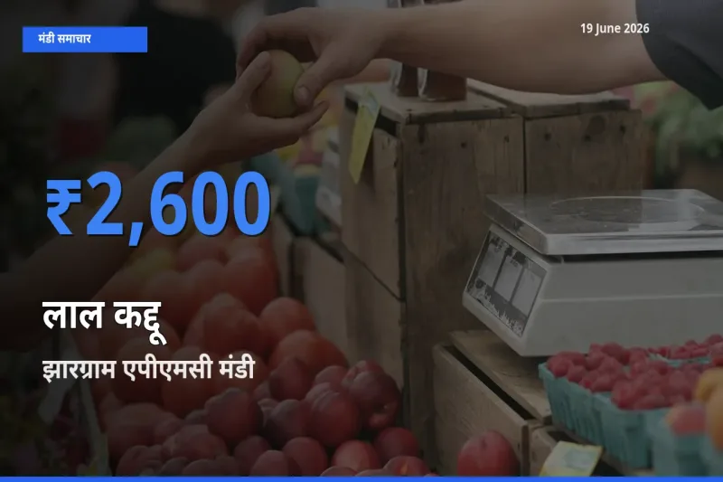 आज लाल कद्दू के सबसे ऊँचे दाम ₹2,600 झारग्राम एपीएमसी मंडी में