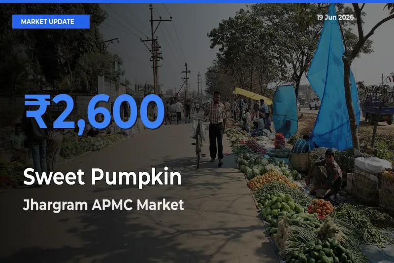 Top Performer! Jhargram APMC Offers Best Sweet Pumpkin Price Today