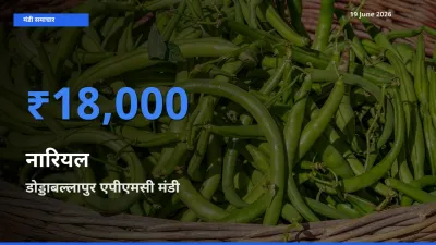 डोड्डाबल्लापुर एपीएमसी में नारियल का आज सबसे ऊँचा भाव