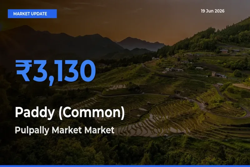 Pulpally Market Emerges as Top Mandi for Paddy (Common) Prices Today