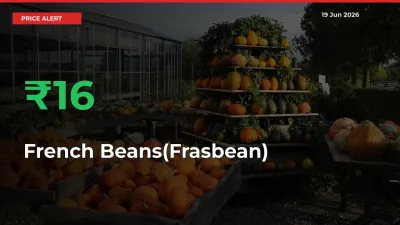 Farmers Cheer as French Beans(Frasbean) Prices Surge 16.49% in Local Mandis