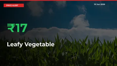Sudden 16.56% Rally in Leafy Vegetable Prices Across Mandis