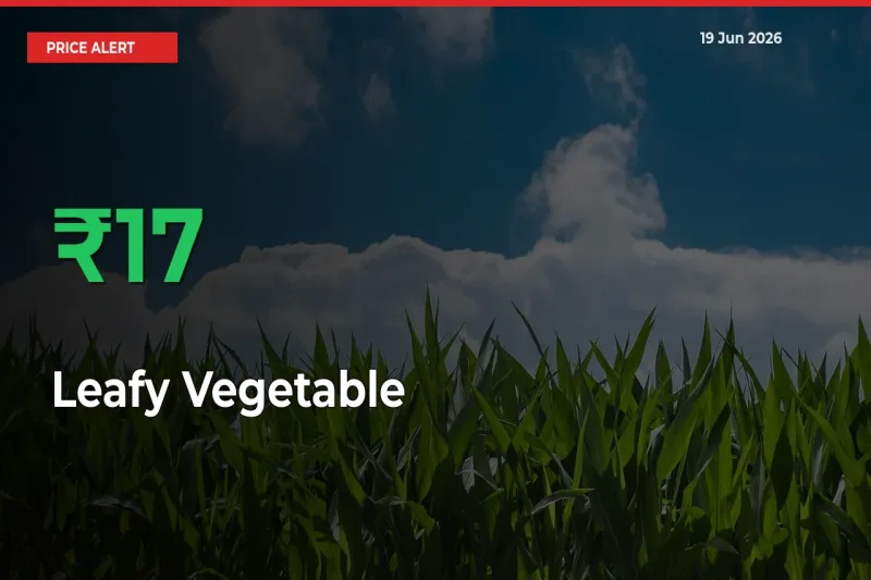 Sudden 16.56% Rally in Leafy Vegetable Prices Across Mandis