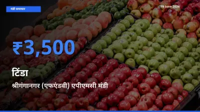 श्रीगंगानगर (एफएंडवी) एपीएमसी मंडी में टिंडा ₹3,500 पर पहुँचा – आज का सर्वोच्च भाव