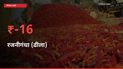 16.3% की गिरावट! मंडी में रजनीगंधा (ढीला) के दाम अचानक टूटे