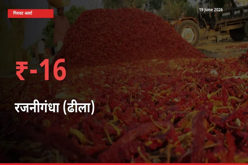 16.3% की गिरावट! मंडी में रजनीगंधा (ढीला) के दाम अचानक टूटे