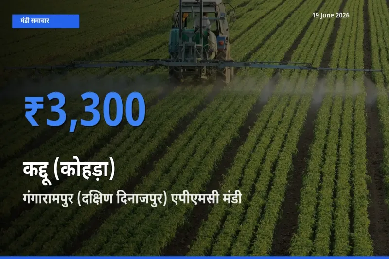 किसानों की पसंद बना गंगारामपुर (दक्षिण दिनाजपुर) एपीएमसी, कद्दू (कोहड़ा) के सबसे अच्छे दाम