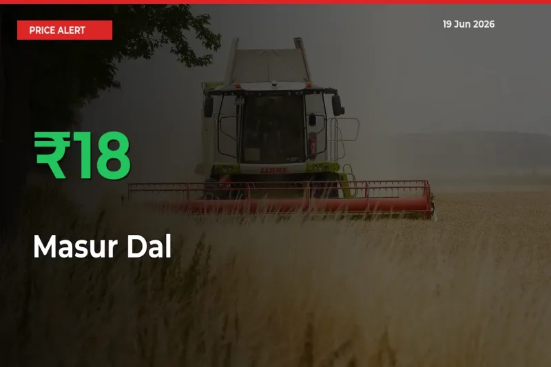 Masur Dal Mandi Rate Today: Prices Jump 17.79% at Market