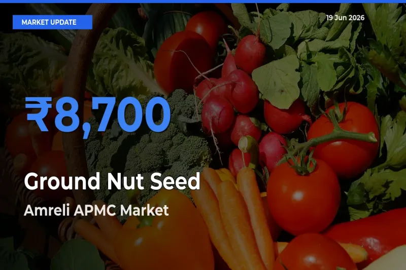 Ground Nut Seed Mandi Rate Today: Amreli APMC Tops the List