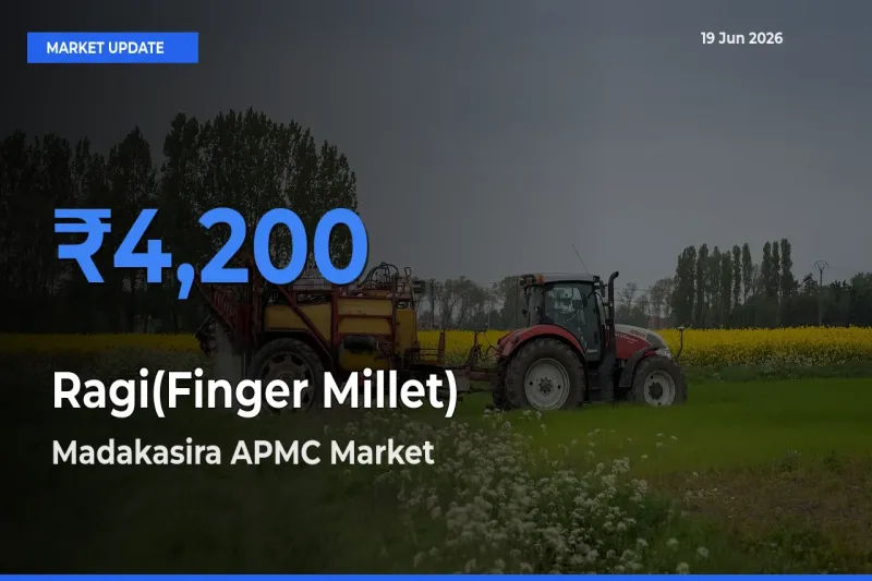 Madakasira APMC Tops Ragi(Finger Millet) Mandi Rates Today