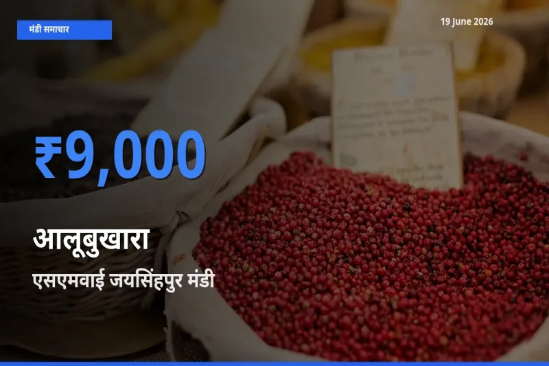 टॉप मंडी बना एसएमवाई जयसिंहपुर! आलूबुखारा के सबसे ऊँचे दाम यहीं दर्ज