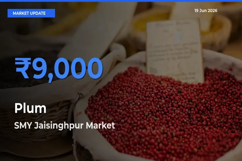 SMY Jaisinghpur Tops Plum Rates – June 19 Market Update