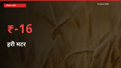 तेज़ गिरावट! मंडी में हरी मटर के दाम 15.51% लुढ़के