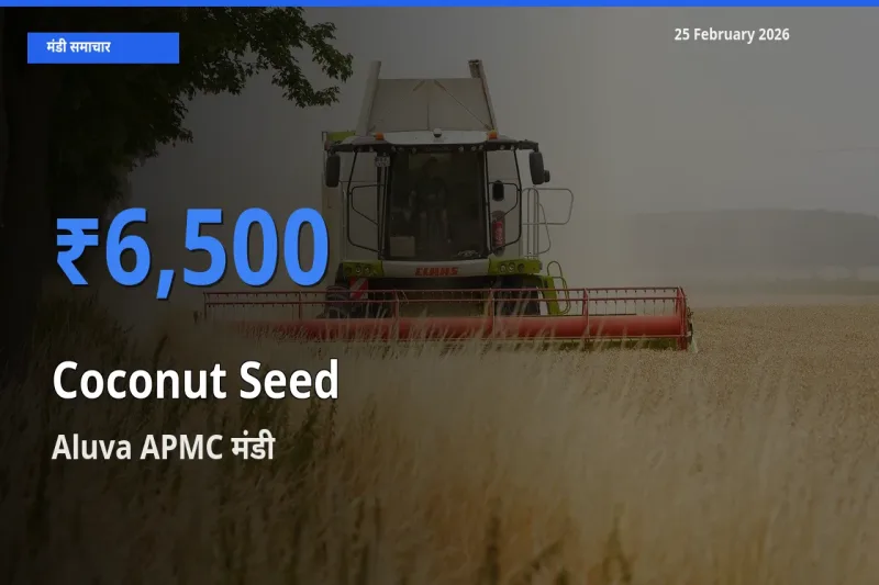 आज Coconut Seed के सबसे ऊँचे दाम ₹6,500 Aluva APMC मंडी में