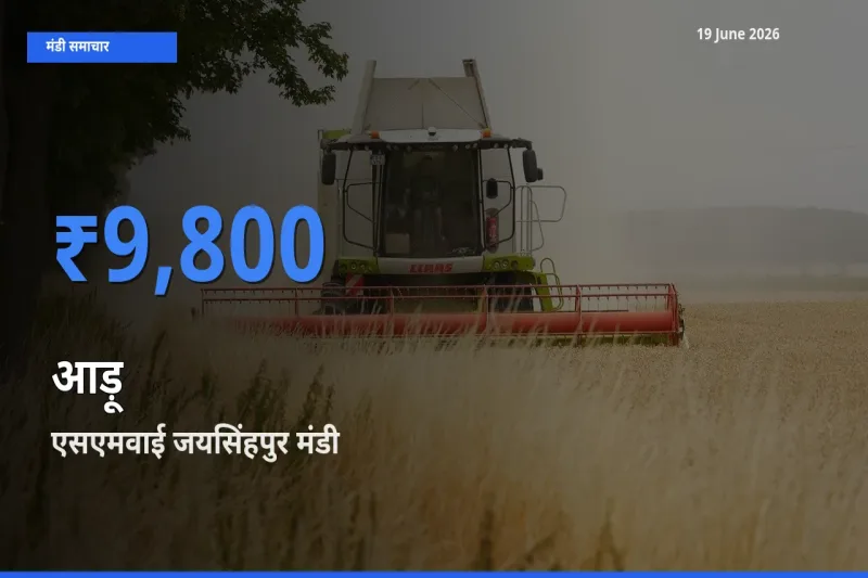 आज आड़ू के सबसे ऊँचे दाम ₹9,800 एसएमवाई जयसिंहपुर मंडी में