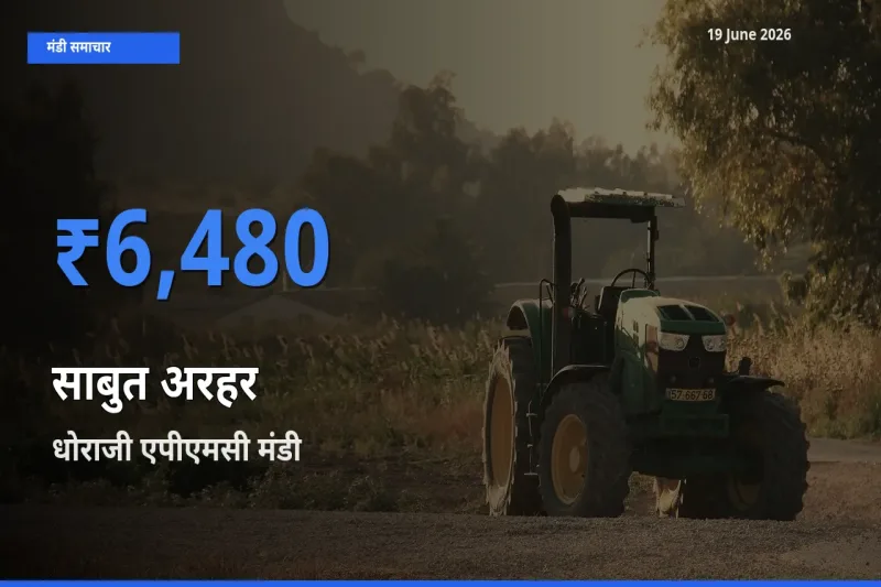 धोराजी एपीएमसी मंडी में आज साबुत अरहर के सबसे ऊँचे दाम दर्ज