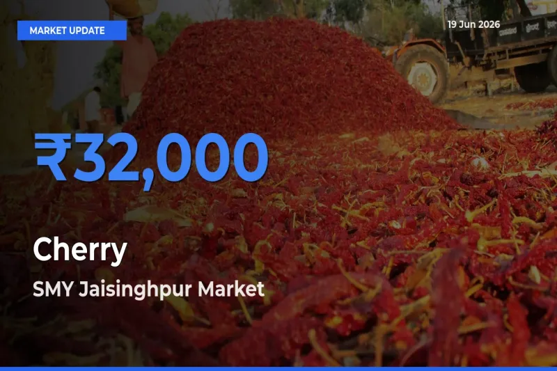 Farmers Prefer SMY Jaisinghpur as Cherry Hits Highest Rate