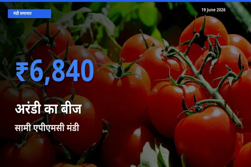 आज अरंडी का बीज के सबसे ज़्यादा दाम सामी एपीएमसी मंडी में दर्ज