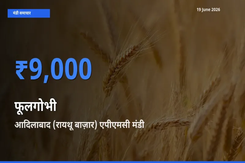 19 June अपडेट: फूलगोभी के सबसे ऊँचे दाम आदिलाबाद (रायथू बाज़ार) एपीएमसी मंडी में