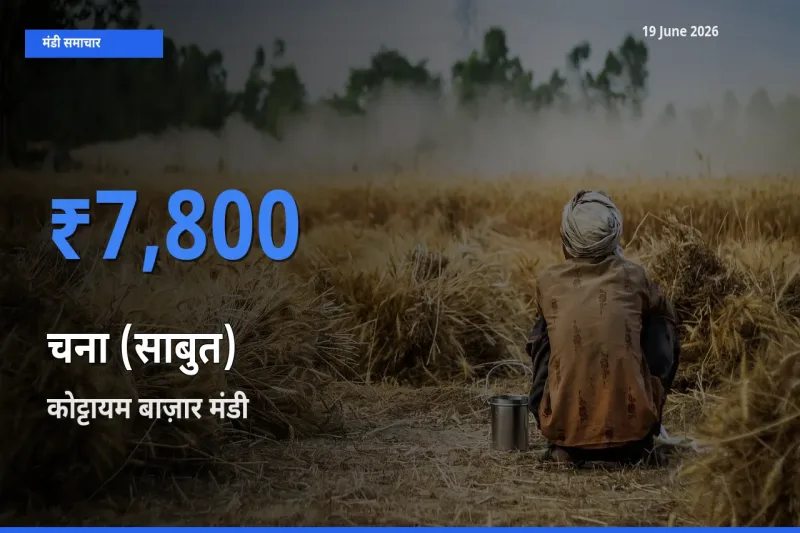 बाज़ार संकेत: कोट्टायम बाज़ार बना चना (साबुत) के लिए आज की टॉप मंडी