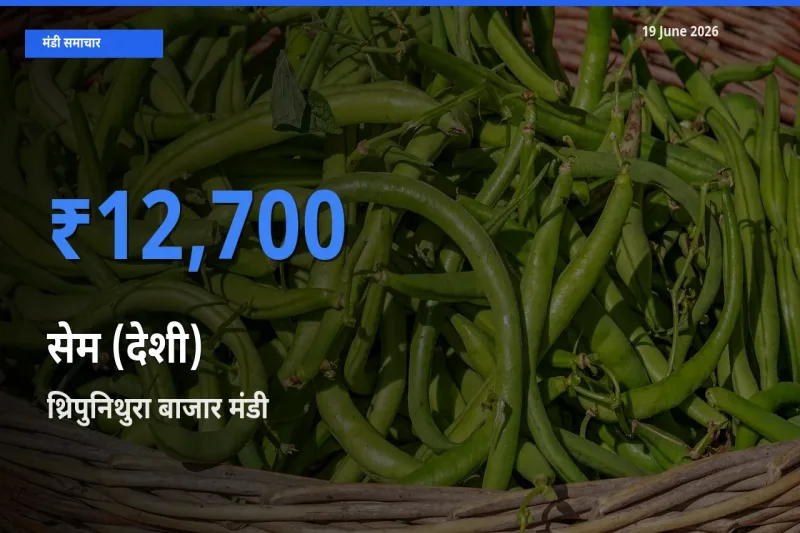 आज सेम (देशी) के सबसे ऊँचे दाम ₹12,700 थ्रिपुनिथुरा बाजार मंडी में