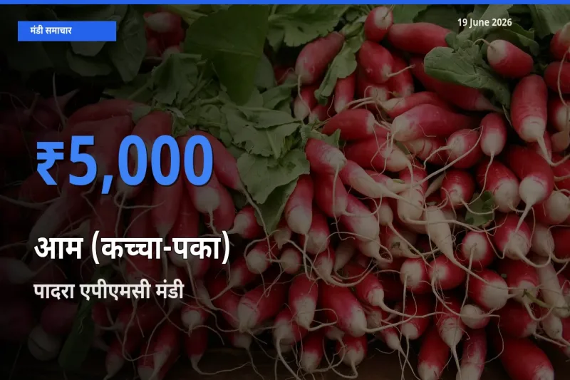पादरा एपीएमसी मंडी में आज आम (कच्चा-पका) के सबसे ऊँचे दाम दर्ज