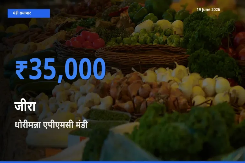 धोरीमन्ना एपीएमसी में जीरा का आज सबसे ऊँचा भाव