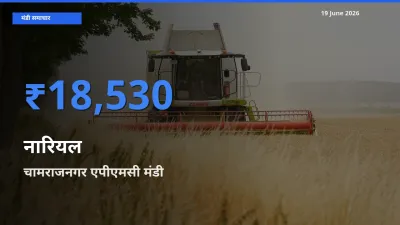 चामराजनगर एपीएमसी मंडी में आज नारियल के सबसे ऊँचे दाम दर्ज