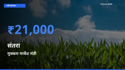 टॉप मंडी बना मुक्कम मार्केट! संतरा के सबसे ऊँचे दाम यहीं दर्ज