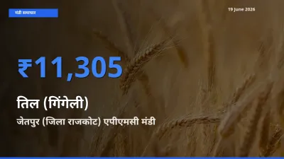 टॉप मंडी बना जेतपुर (जिला राजकोट) एपीएमसी! तिल (गिंगेली) के सबसे ऊँचे दाम यहीं दर्ज