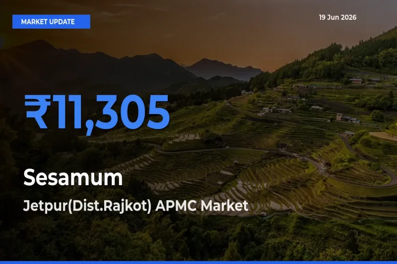 Jetpur(Dist.Rajkot) APMC Leads as Top Mandi for Sesamum Prices