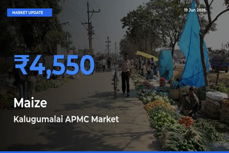 Maize Mandi Rate Today: Kalugumalai APMC Tops the List