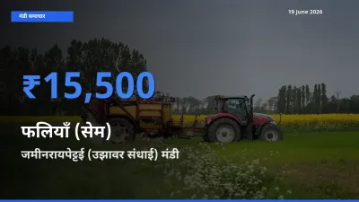 आज फलियाँ (सेम) के सबसे ऊँचे दाम ₹15,500 जमीनरायपेट्टई (उझावर संधाई) मंडी में