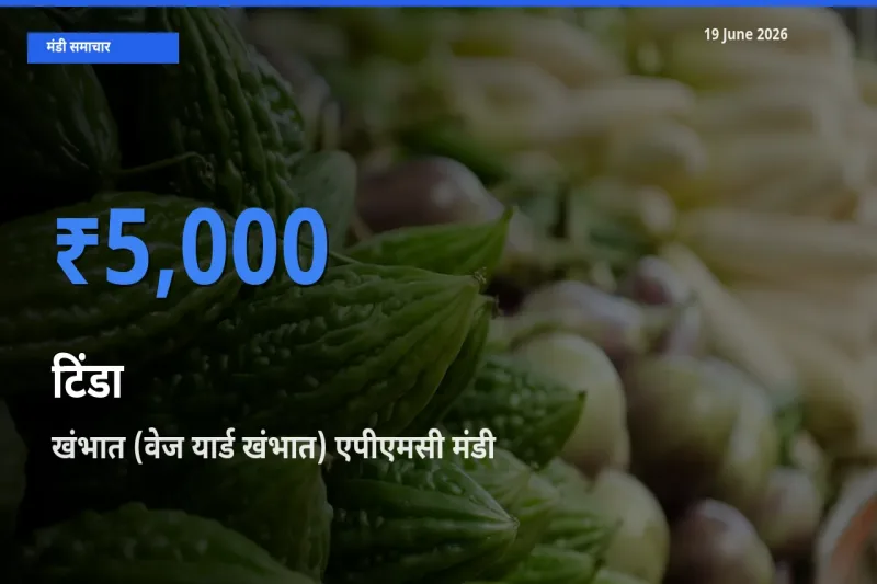 खंभात (वेज यार्ड खंभात) एपीएमसी मंडी में टिंडा ₹5,000 पर पहुँचा – आज का सर्वोच्च भाव