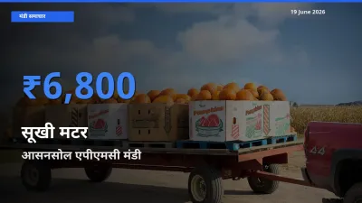 टॉप मंडी बना आसनसोल एपीएमसी! सूखी मटर के सबसे ऊँचे दाम यहीं दर्ज